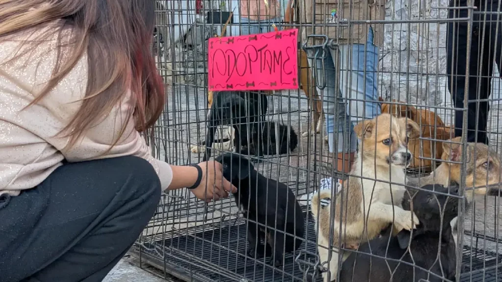Abre las puertas al amor perruno: asiste a la Feria de Adopción