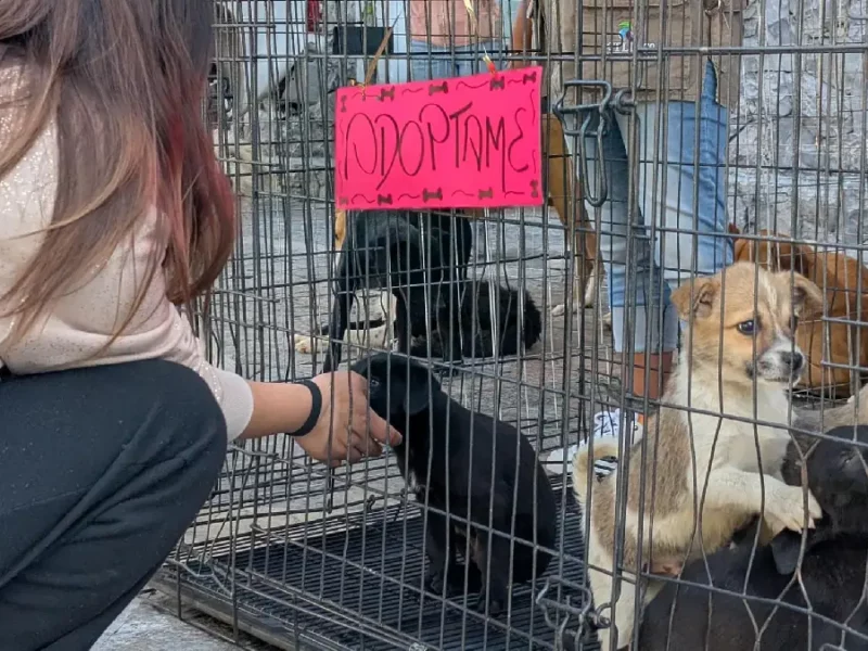 Abre las puertas al amor perruno: asiste a la Feria de Adopción