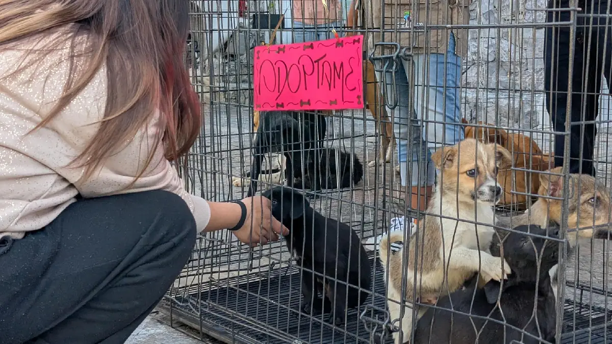 Abre las puertas al amor perruno: asiste a la Feria de Adopción