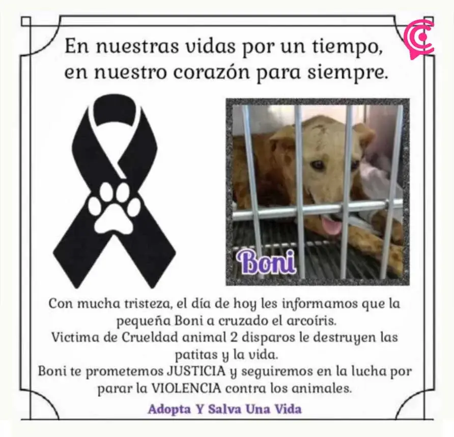 Murió Boni, la perrita atacada a balazos en Tehuacán, Puebla