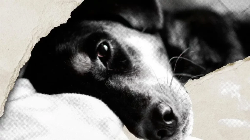 Murió Boni, la perrita atacada a balazos en Tehuacán, Puebla