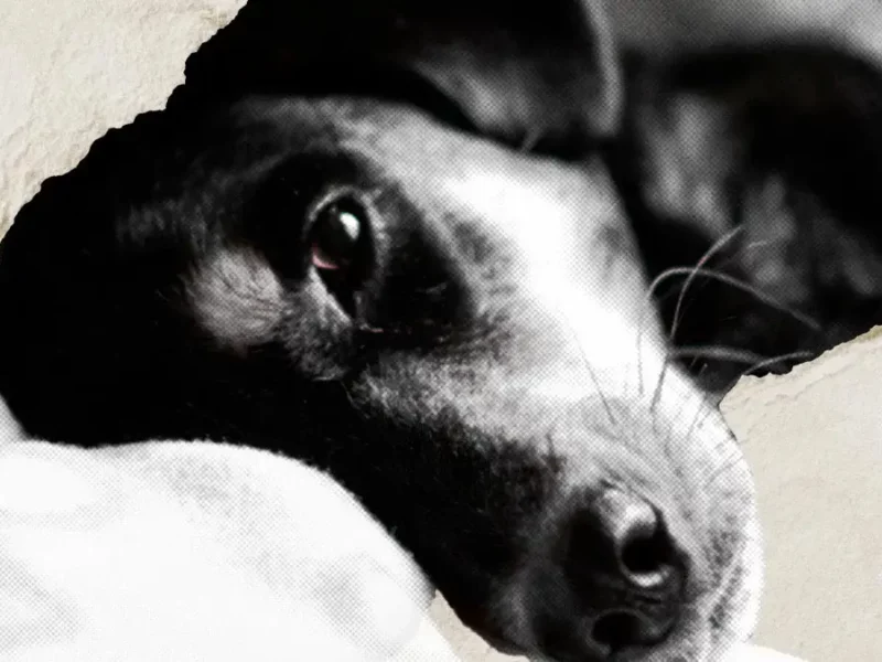 Murió Boni, la perrita atacada a balazos en Tehuacán, Puebla