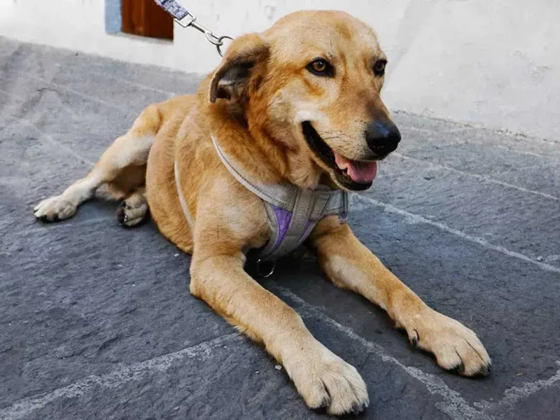 Realiza Gobierno de la Ciudad Jornadas de Protección Animal en Xonaca y la Colonia Historiadores