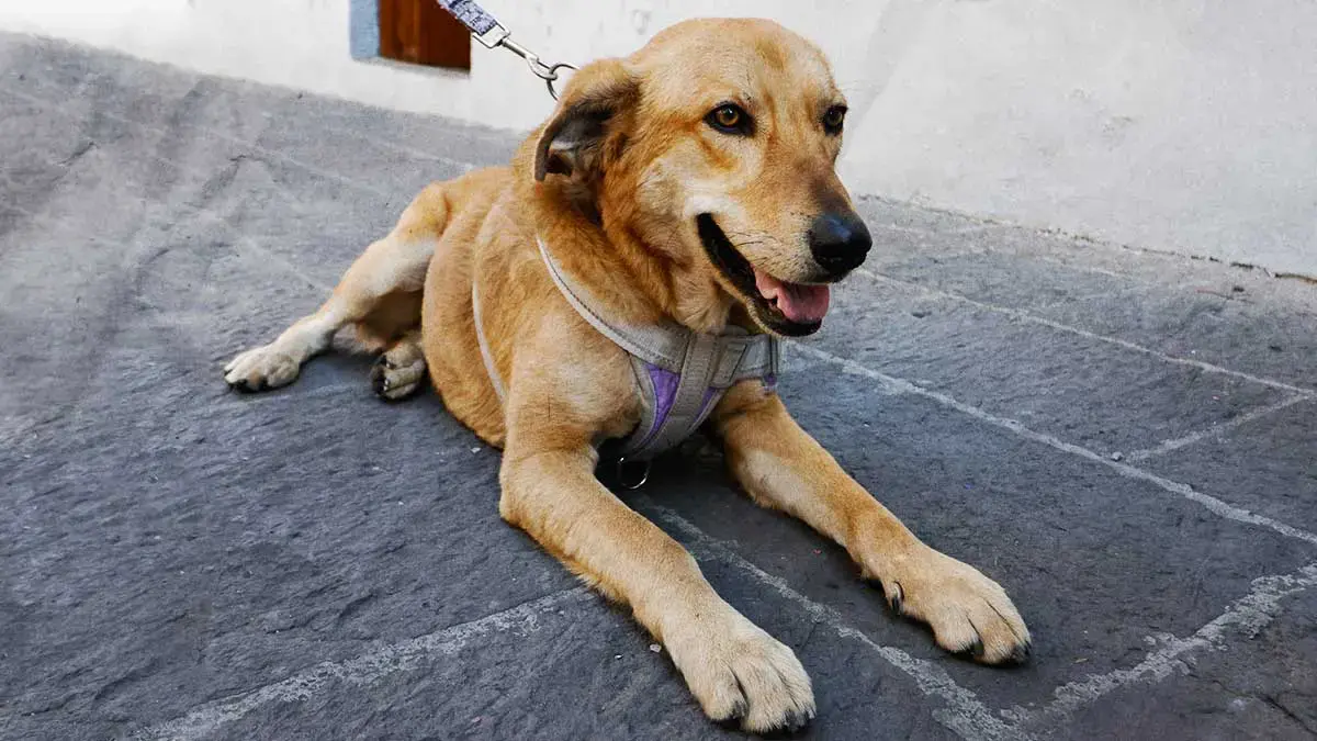 Realiza Gobierno de la Ciudad Jornadas de Protección Animal en Xonaca y la Colonia Historiadores