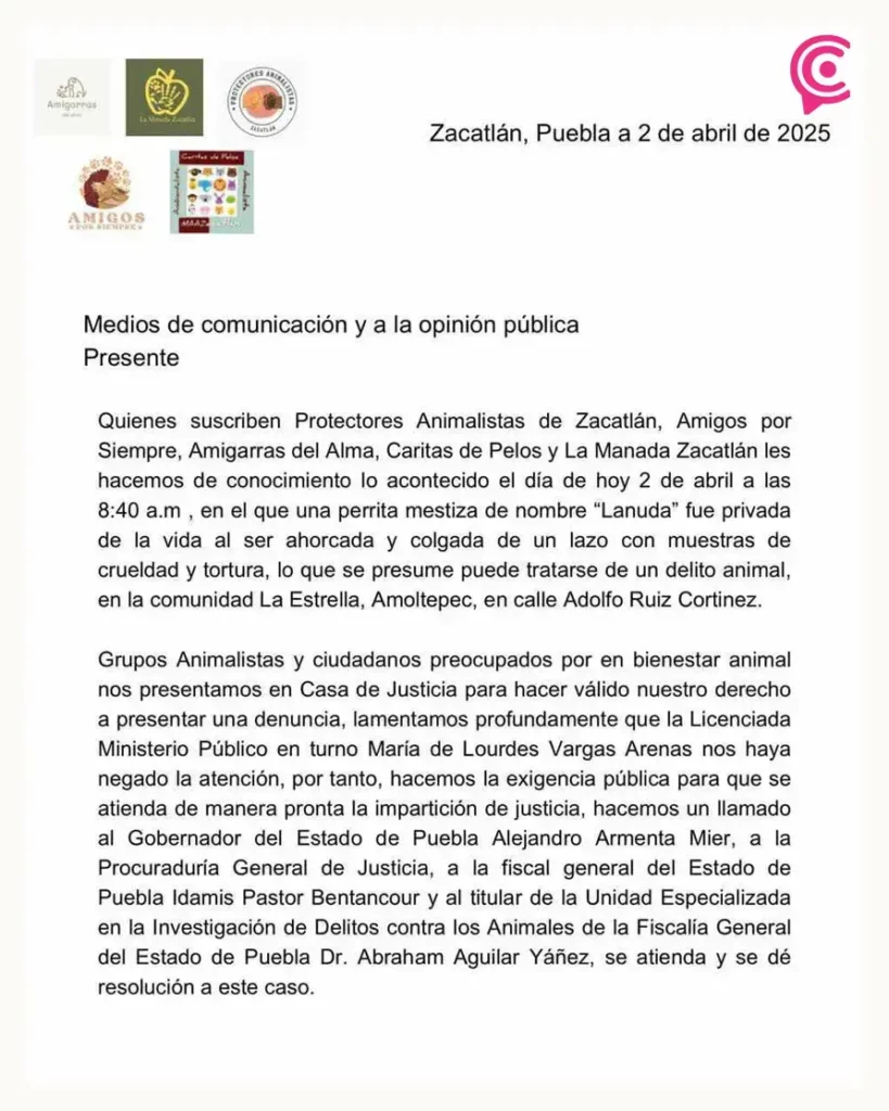 Activistas denuncian caso de crueldad animal en Zacatlán; “Lanuda” murió ahorcada y MP negó atención