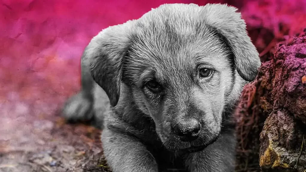Activistas denuncian caso de crueldad animal en Zacatlán; “Lanuda” murió ahorcada y MP negó atención