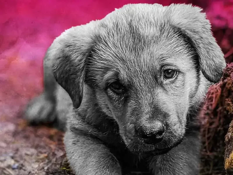 Activistas denuncian caso de crueldad animal en Zacatlán; “Lanuda” murió ahorcada y MP negó atención