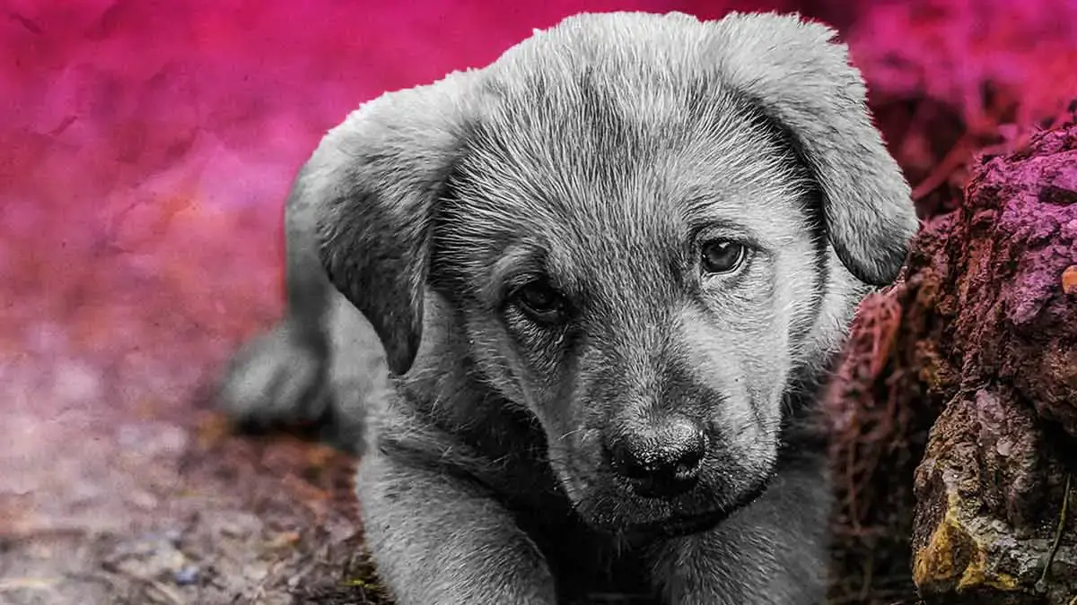 Activistas denuncian caso de crueldad animal en Zacatlán; “Lanuda” murió ahorcada y MP negó atención