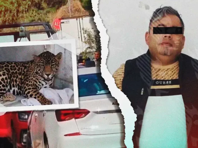 Fiscalía de Puebla decomisó jaguar en San Jerónimo Caleras; dueño acreditó legal posesión del felino