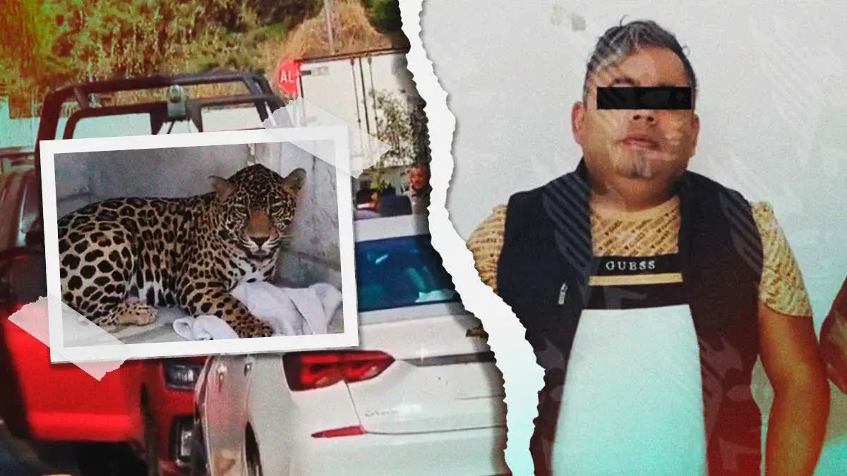 Fiscalía de Puebla decomisó jaguar en San Jerónimo Caleras; dueño acreditó legal posesión del felino