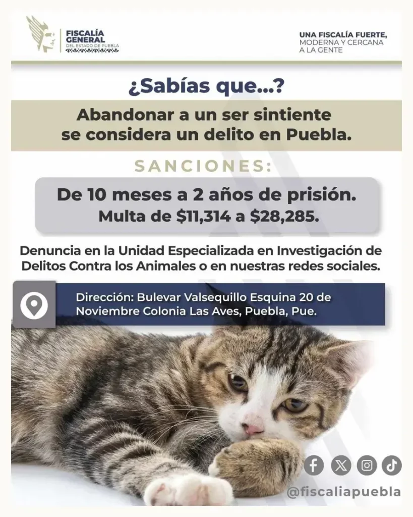 ¿Cuáles son las sanciones por abandono y maltrato animal en Puebla?  