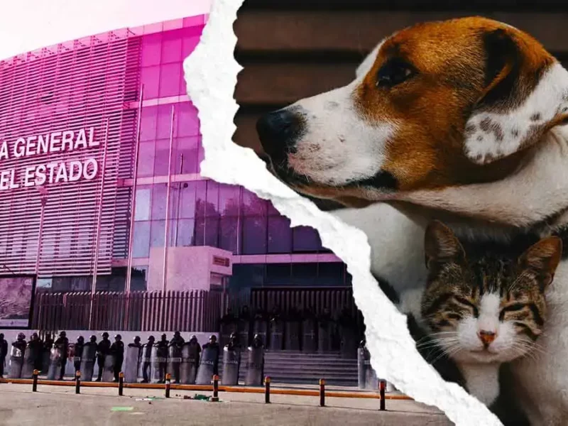 ¿Cuáles son las sanciones por abandono y maltrato animal en Puebla?  