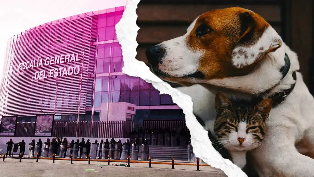 ¿Cuáles son las sanciones por abandono y maltrato animal en Puebla?  
