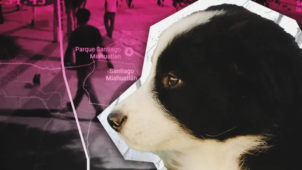Jóvenes toman “como balón” a cachorra y la golpean brutalmente en Santiago Miahuatlán, Puebla