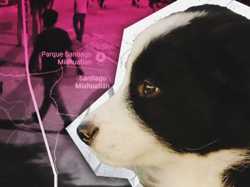 Jóvenes toman “como balón” a cachorra y la golpean brutalmente en Santiago Miahuatlán, Puebla