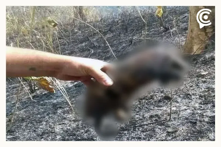 Pobladores demandan ayuda para sofocar incendio forestal en Chichiquila, Puebla 