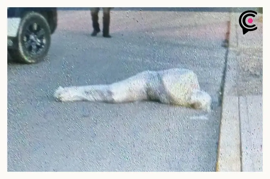 Abandonan dos cuerpos emplayados en las calles de Sanctorum, Cuautlancingo