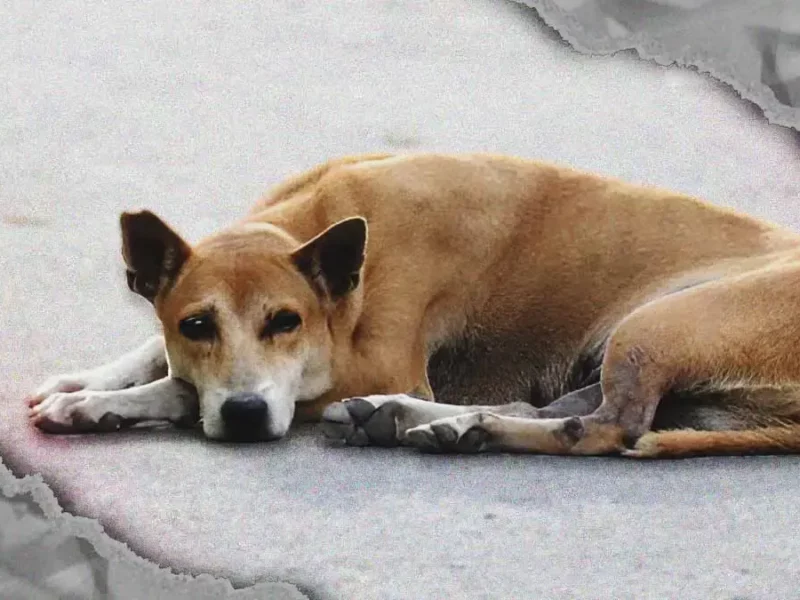 Degollaron y mutilaron a perros en Tehuacán; animalistas exigen justicia a la Fiscalía de Puebla