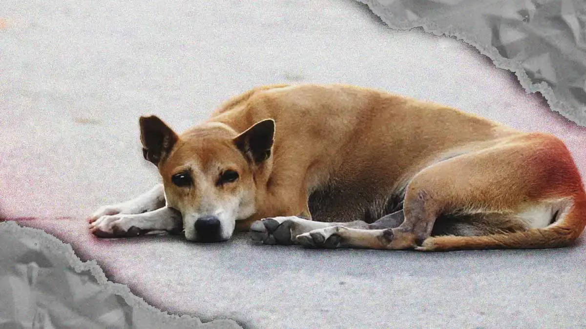 Degollaron y mutilaron a perros en Tehuacán; animalistas exigen justicia a la Fiscalía de Puebla