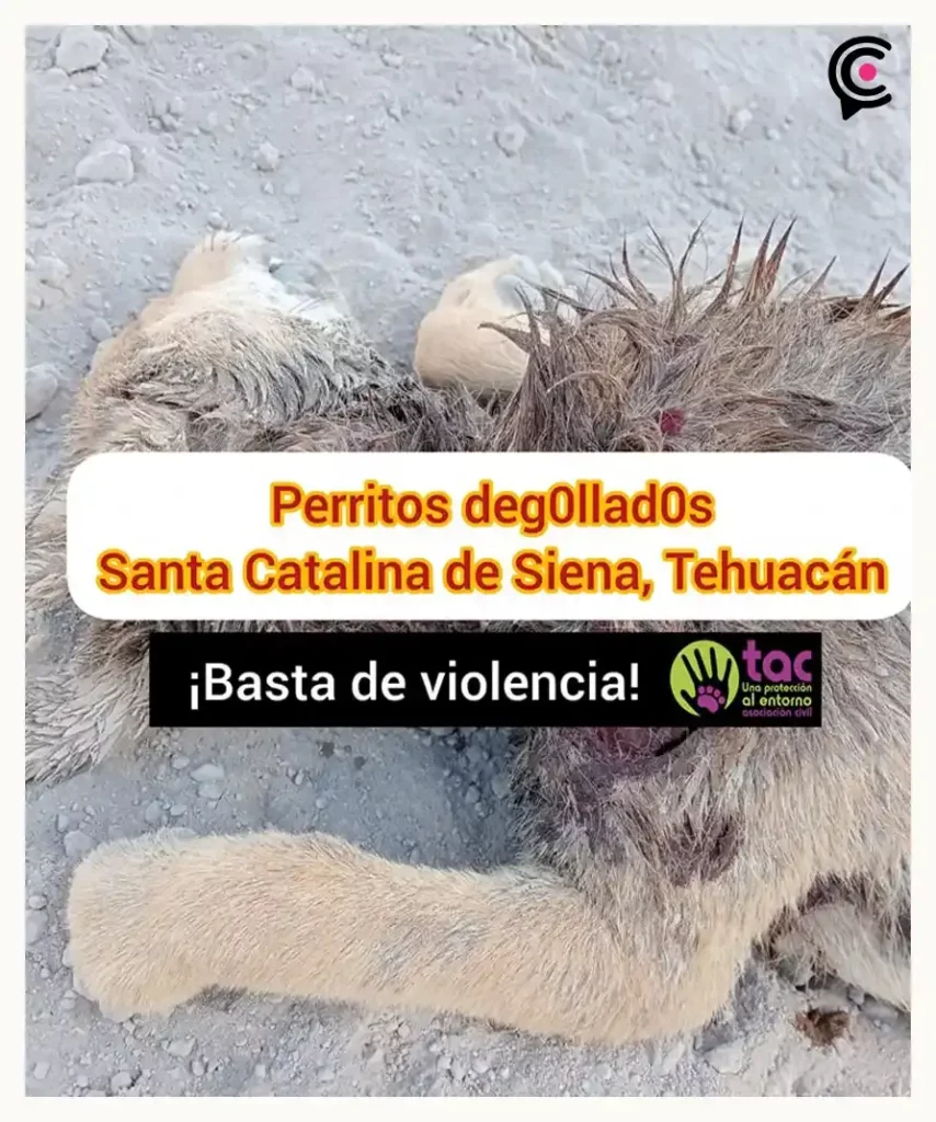Degollaron y mutilaron a perros en Tehuacán; animalistas exigen justicia a la Fiscalía de Puebla