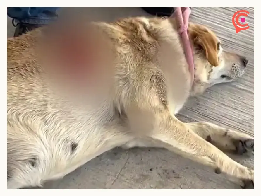 Adoptan a “Gordita”, la perrita macheteada en el mercado de Cuautlancingo; vivirá en Canadá