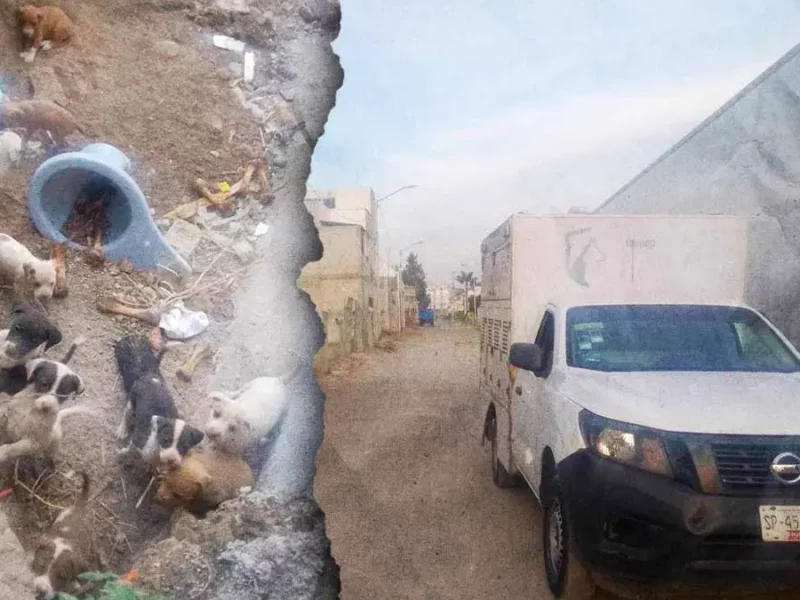 Secretaría del Medio Ambiente busca dar en adopción diez cachorros abandonados en San Jerónimo Caleras, Puebla