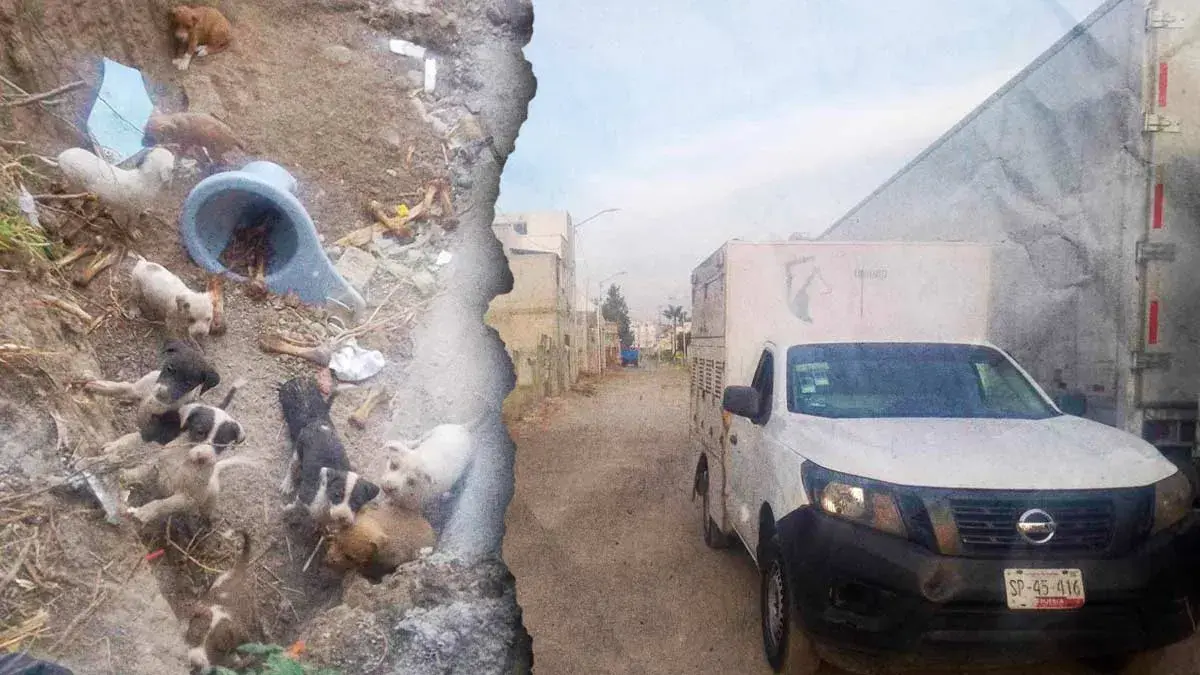 Secretaría del Medio Ambiente busca dar en adopción diez cachorros abandonados en San Jerónimo Caleras, Puebla