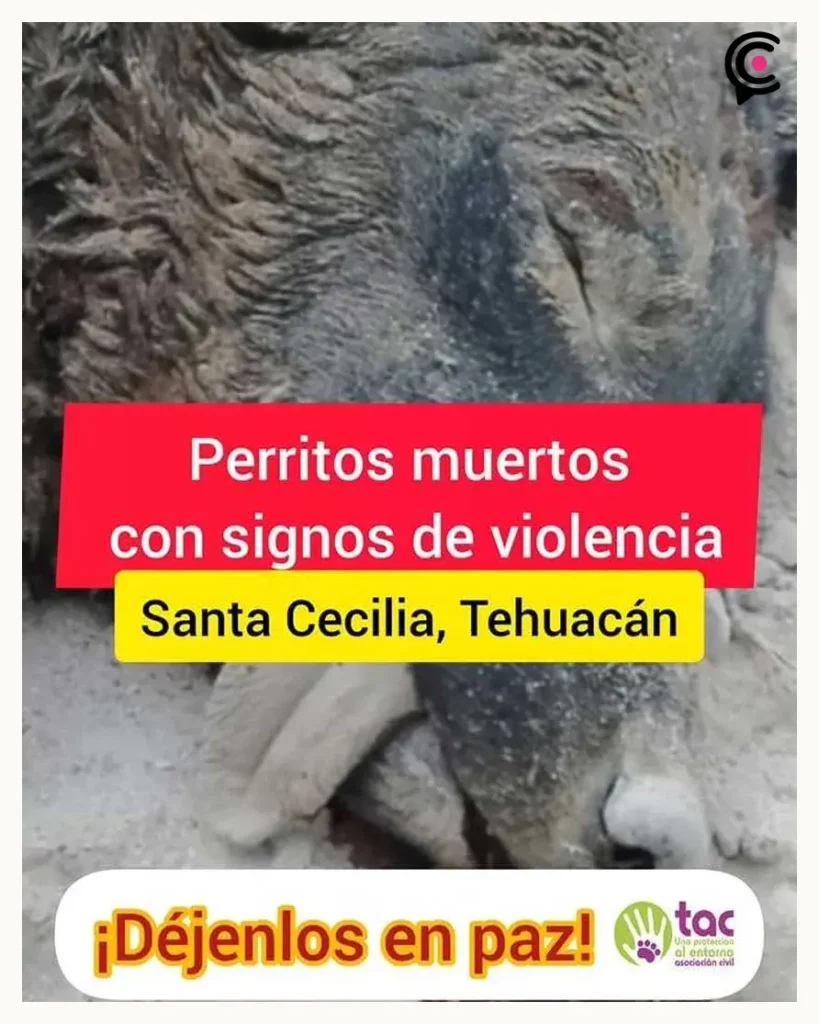 Encuentran otro perro degollado en Tehuacán; asociación sospecha prácticas de insensibilización con animales