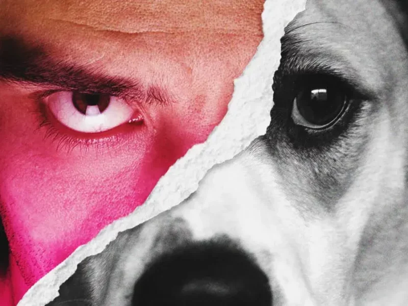 Encuentran otro perro degollado en Tehuacán; asociación sospecha prácticas de insensibilización con animales