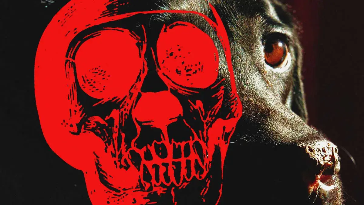 Denuncian envenenamiento masivo de perros en Inspectoría de Nicolás Bravo, Puebla; animalistas exigen justicia