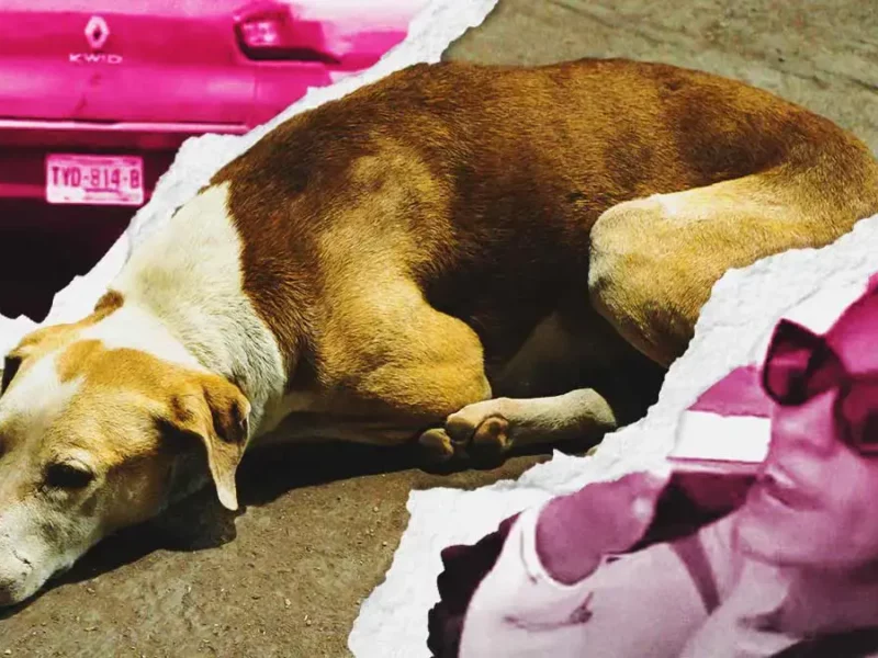 Conductora atropelló a un perro en la zona de Parque Puebla y escapó 
