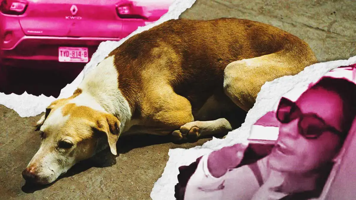 Conductora atropelló a un perro en la zona de Parque Puebla y escapó 