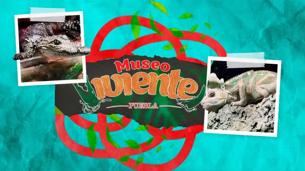 Conoce el Museo Viviente de Puebla, hogar de más de 70 especies de animales 