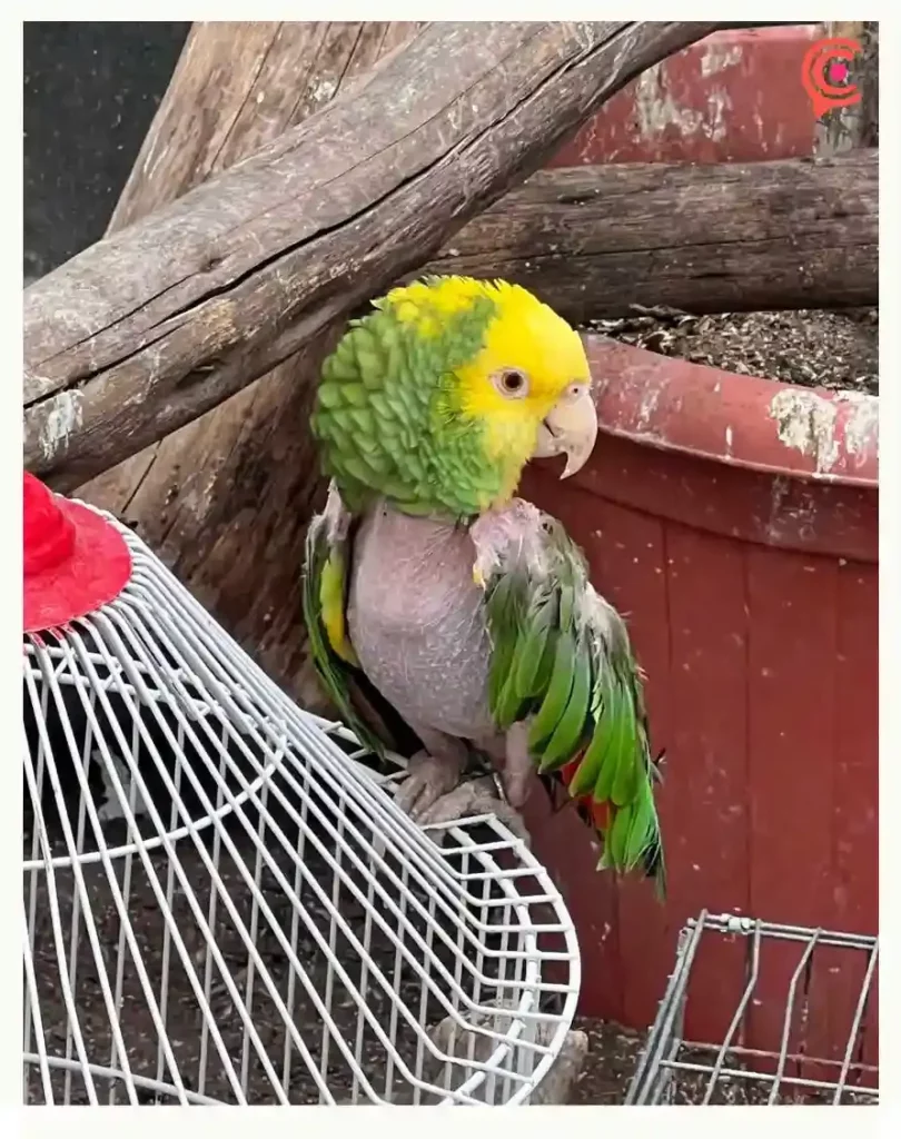Conoce el Museo Viviente de Puebla, hogar de más de 70 especies de animales
