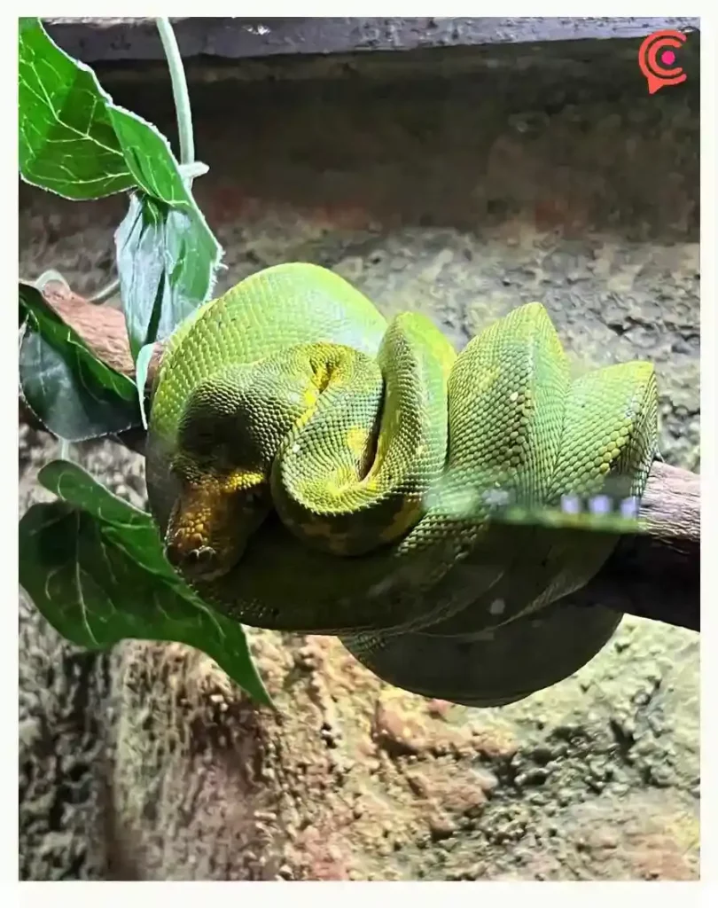 Conoce el Museo Viviente de Puebla, hogar de más de 70 especies de animales