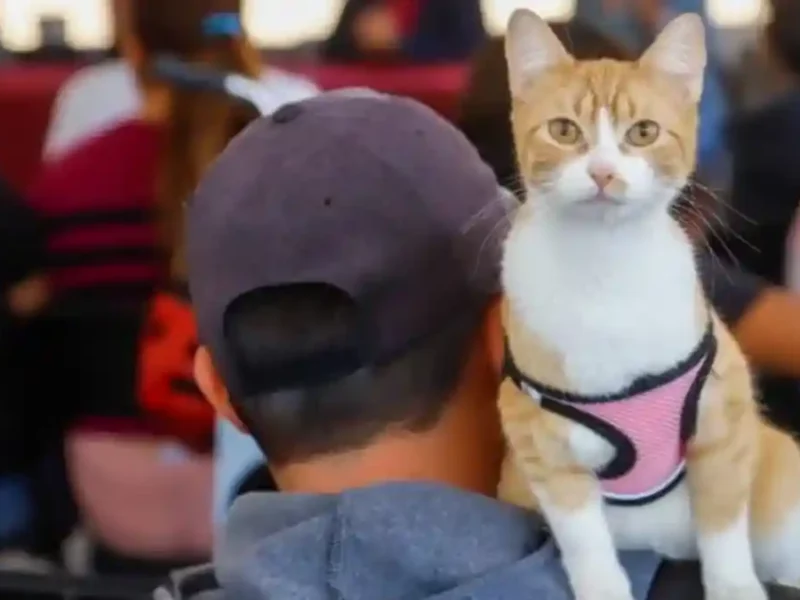 200 mascotas beneficiadas en exitosa Mega Jornada de Esterilización en San Pedro Cholula