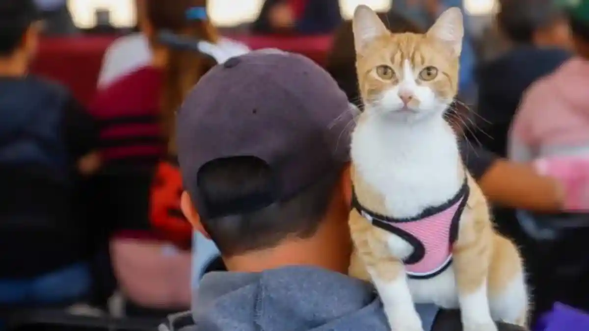 200 mascotas beneficiadas en exitosa Mega Jornada de Esterilización en San Pedro Cholula