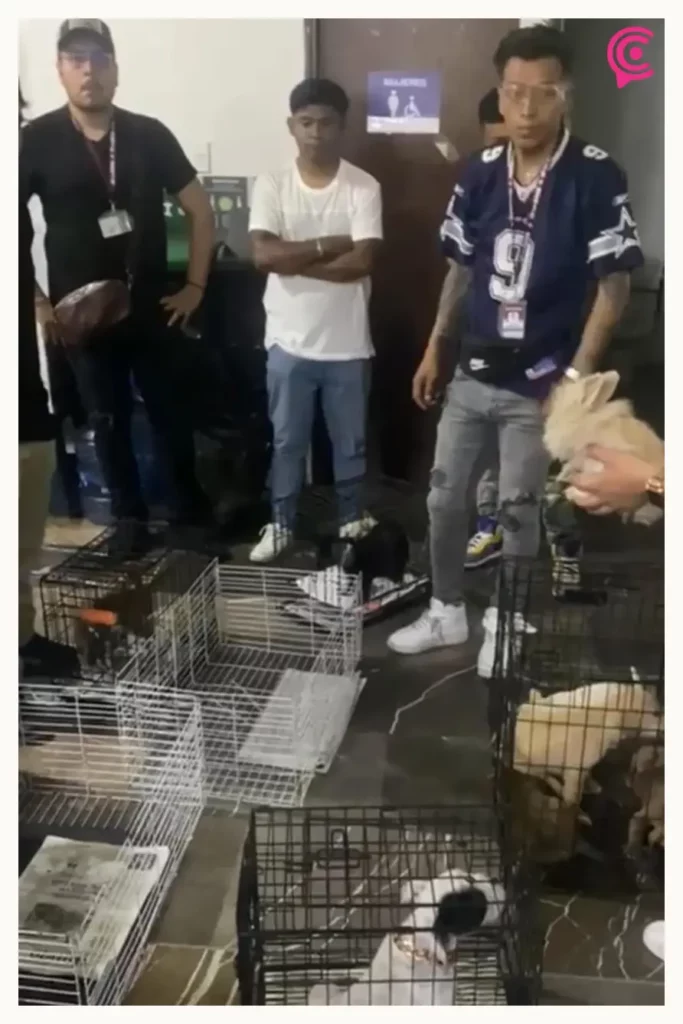 Ayuntamiento de Puebla rescató 12 animales que estaban en venta en Analco