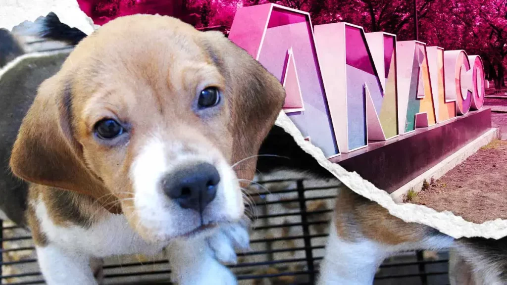 Ayuntamiento de Puebla rescató 12 animales que estaban en venta en Analco