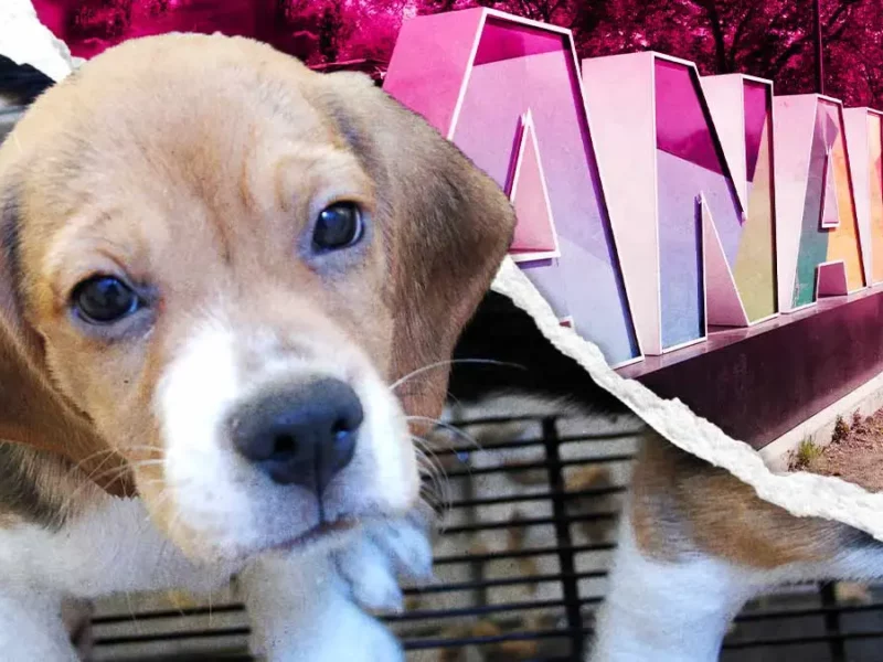 Ayuntamiento de Puebla rescató 12 animales que estaban en venta en Analco