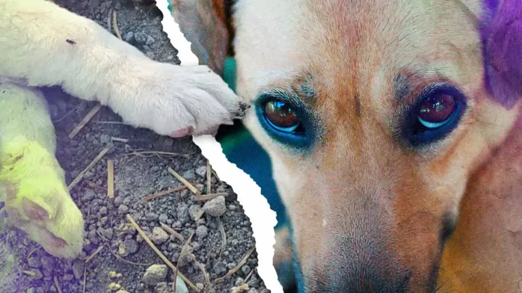 Pese a denuncias, continúa operando falso refugio de perros en San Miguel La Venta, Puebla