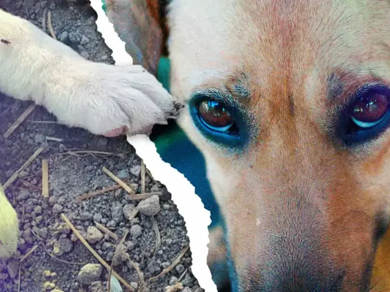 Pese a denuncias, continúa operando falso refugio de perros en San Miguel La Venta, Puebla