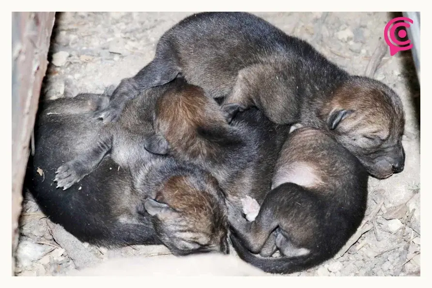 Nacieron cinco crías de coyote en Flor del Bosque, área natural protegida de Puebla