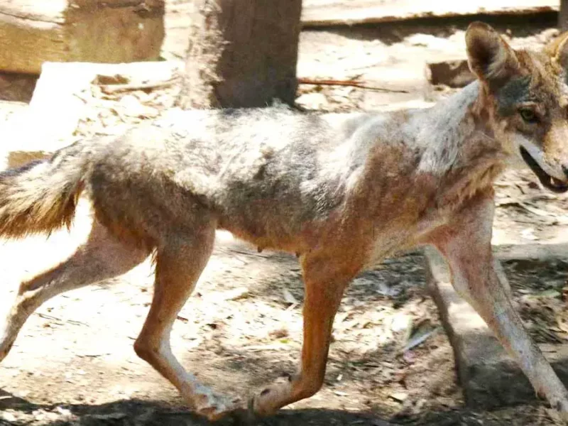 Nacieron cinco crías de coyote en Flor del Bosque, área natural protegida de Puebla