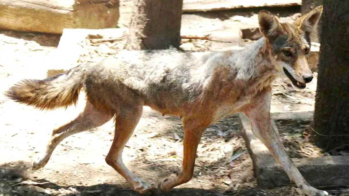 Nacieron cinco crías de coyote en Flor del Bosque, área natural protegida de Puebla