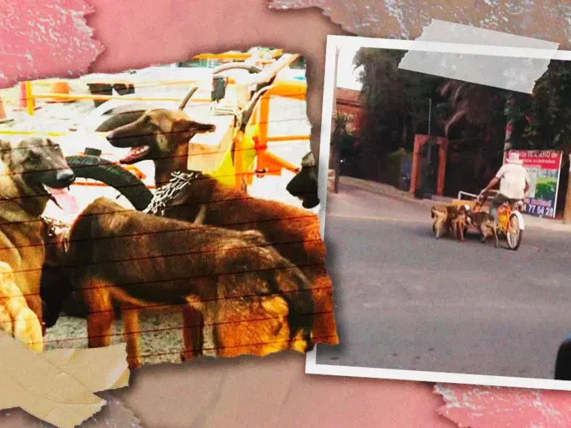 Denuncian a hombre que obliga a perros a jalar triciclo de carga en San Andrés Cholula
