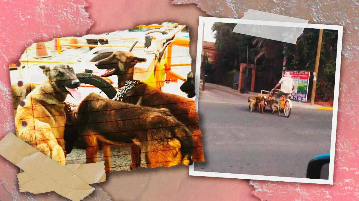 Denuncian a hombre que obliga a perros a jalar triciclo de carga en San Andrés Cholula