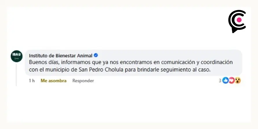 Denuncian a hombre que obliga a perros a jalar triciclo de carga en San Andrés Cholula