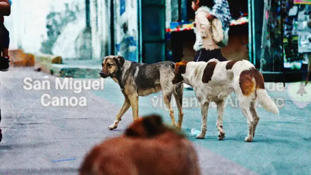 Canoa, la junta auxiliar que concentra la mayor cantidad de perros callejeros en Puebla capital