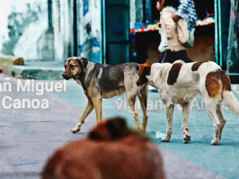 Canoa, la junta auxiliar que concentra la mayor cantidad de perros callejeros en Puebla capital